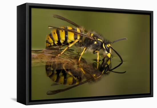 Common Wasp (Vespula Vulgaris) Drinking at Water's Surface from Floating Leaf-Andy Sands-Framed Stretched Canvas