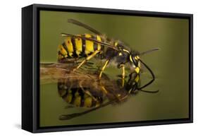 Common Wasp (Vespula Vulgaris) Drinking at Water's Surface from Floating Leaf-Andy Sands-Framed Stretched Canvas