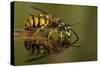 Common Wasp (Vespula Vulgaris) Drinking at Water's Surface from Floating Leaf-Andy Sands-Stretched Canvas