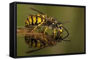 Common Wasp (Vespula Vulgaris) Drinking at Water's Surface from Floating Leaf-Andy Sands-Framed Stretched Canvas