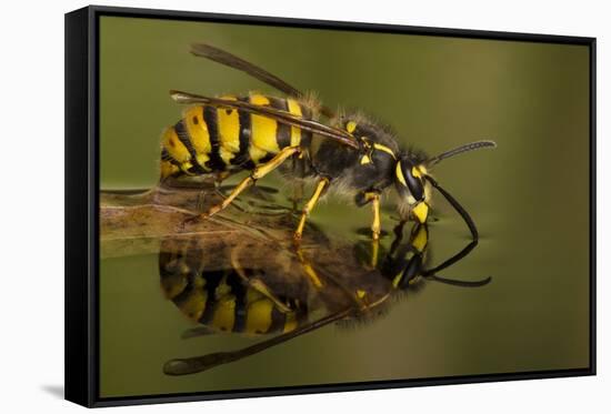 Common Wasp (Vespula Vulgaris) Drinking at Water's Surface from Floating Leaf-Andy Sands-Framed Stretched Canvas