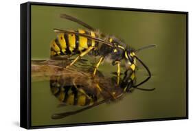 Common Wasp (Vespula Vulgaris) Drinking at Water's Surface from Floating Leaf-Andy Sands-Framed Stretched Canvas