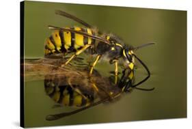 Common Wasp (Vespula Vulgaris) Drinking at Water's Surface from Floating Leaf-Andy Sands-Stretched Canvas