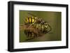 Common Wasp (Vespula Vulgaris) Drinking at Water's Surface from Floating Leaf-Andy Sands-Framed Premium Photographic Print