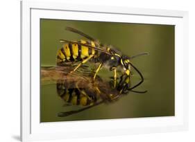 Common Wasp (Vespula Vulgaris) Drinking at Water's Surface from Floating Leaf-Andy Sands-Framed Photographic Print