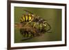 Common Wasp (Vespula Vulgaris) Drinking at Water's Surface from Floating Leaf-Andy Sands-Framed Photographic Print