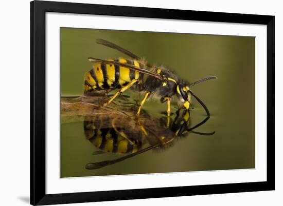 Common Wasp (Vespula Vulgaris) Drinking at Water's Surface from Floating Leaf-Andy Sands-Framed Photographic Print