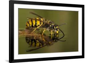 Common Wasp (Vespula Vulgaris) Drinking at Water's Surface from Floating Leaf-Andy Sands-Framed Photographic Print