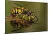 Common Wasp (Vespula Vulgaris) Drinking at Water's Surface from Floating Leaf-Andy Sands-Mounted Photographic Print