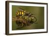 Common Wasp (Vespula Vulgaris) Drinking at Water's Surface from Floating Leaf-Andy Sands-Framed Photographic Print