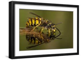 Common Wasp (Vespula Vulgaris) Drinking at Water's Surface from Floating Leaf-Andy Sands-Framed Photographic Print