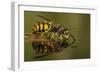 Common Wasp (Vespula Vulgaris) Drinking at Water's Surface from Floating Leaf-Andy Sands-Framed Photographic Print