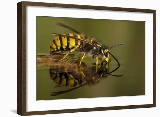 Common Wasp (Vespula Vulgaris) Drinking at Water's Surface from Floating Leaf-Andy Sands-Framed Photographic Print