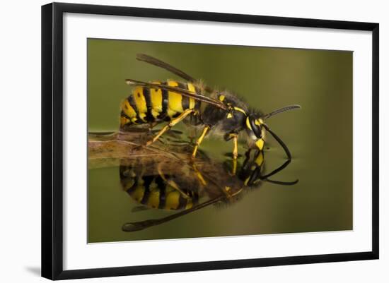 Common Wasp (Vespula Vulgaris) Drinking at Water's Surface from Floating Leaf-Andy Sands-Framed Photographic Print