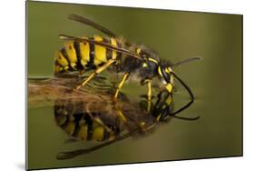 Common Wasp (Vespula Vulgaris) Drinking at Water's Surface from Floating Leaf-Andy Sands-Mounted Photographic Print