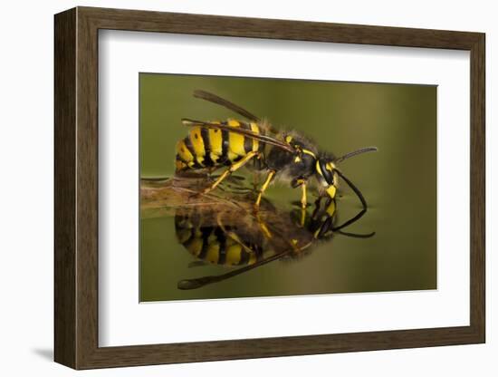 Common Wasp (Vespula Vulgaris) Drinking at Water's Surface from Floating Leaf-Andy Sands-Framed Photographic Print