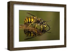 Common Wasp (Vespula Vulgaris) Drinking at Water's Surface from Floating Leaf-Andy Sands-Framed Photographic Print