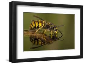 Common Wasp (Vespula Vulgaris) Drinking at Water's Surface from Floating Leaf-Andy Sands-Framed Photographic Print