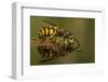 Common Wasp (Vespula Vulgaris) Drinking at Water's Surface from Floating Leaf-Andy Sands-Framed Photographic Print