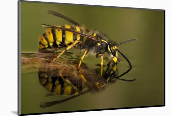 Common Wasp (Vespula Vulgaris) Drinking at Water's Surface from Floating Leaf-Andy Sands-Mounted Photographic Print