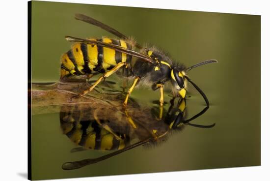 Common Wasp (Vespula Vulgaris) Drinking at Water's Surface from Floating Leaf-Andy Sands-Stretched Canvas