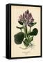 Common Water Hyacinth, Eichhornia Crassipes. Chromolithograph from an Illustration by Desire Bois F-Désiré Georges Jean Marie Bois-Framed Stretched Canvas