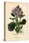 Common Water Hyacinth, Eichhornia Crassipes. Chromolithograph from an Illustration by Desire Bois F-Désiré Georges Jean Marie Bois-Stretched Canvas