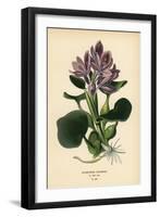 Common Water Hyacinth, Eichhornia Crassipes. Chromolithograph from an Illustration by Desire Bois F-Désiré Georges Jean Marie Bois-Framed Giclee Print