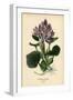 Common Water Hyacinth, Eichhornia Crassipes. Chromolithograph from an Illustration by Desire Bois F-Désiré Georges Jean Marie Bois-Framed Giclee Print