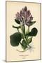 Common Water Hyacinth, Eichhornia Crassipes. Chromolithograph from an Illustration by Desire Bois F-Désiré Georges Jean Marie Bois-Mounted Giclee Print