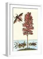 Common Water Hyacinth with a Veined Tree Frog and a Giant Water Bug-Maria Sibylla Merian-Framed Art Print
