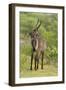 Common Waterbuck Grazing-Joe McDonald-Framed Photographic Print