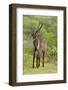 Common Waterbuck Grazing-Joe McDonald-Framed Photographic Print