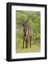 Common Waterbuck Grazing-Joe McDonald-Framed Photographic Print