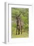 Common Waterbuck Grazing-Joe McDonald-Framed Photographic Print