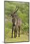 Common Waterbuck Grazing-Joe McDonald-Mounted Photographic Print