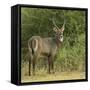 Common Waterbuck Portrait-Joe McDonald-Framed Stretched Canvas