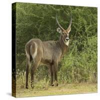 Common Waterbuck Portrait-Joe McDonald-Stretched Canvas