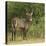 Common Waterbuck Portrait-Joe McDonald-Stretched Canvas