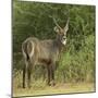 Common Waterbuck Portrait-Joe McDonald-Mounted Photographic Print