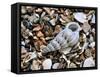 Common Wentletrap Shell on Beach, Belgium-Philippe Clement-Framed Stretched Canvas