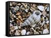 Common Wentletrap Shell on Beach, Belgium-Philippe Clement-Framed Stretched Canvas