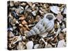 Common Wentletrap Shell on Beach, Belgium-Philippe Clement-Stretched Canvas