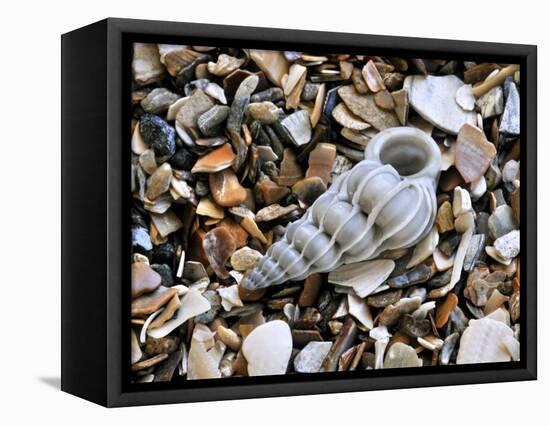 Common Wentletrap Shell on Beach, Belgium-Philippe Clement-Framed Stretched Canvas