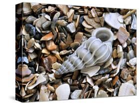 Common Wentletrap Shell on Beach, Belgium-Philippe Clement-Stretched Canvas