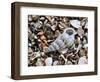 Common Wentletrap Shell on Beach, Belgium-Philippe Clement-Framed Photographic Print