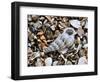 Common Wentletrap Shell on Beach, Belgium-Philippe Clement-Framed Photographic Print