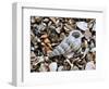 Common Wentletrap Shell on Beach, Belgium-Philippe Clement-Framed Photographic Print