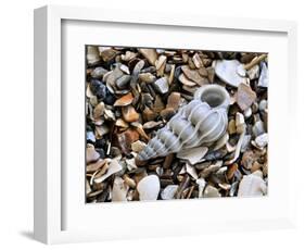 Common Wentletrap Shell on Beach, Belgium-Philippe Clement-Framed Photographic Print