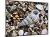 Common Wentletrap Shell on Beach, Belgium-Philippe Clement-Mounted Photographic Print
